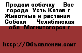 Продам собачку  - Все города, Усть-Катав г. Животные и растения » Собаки   . Челябинская обл.,Магнитогорск г.